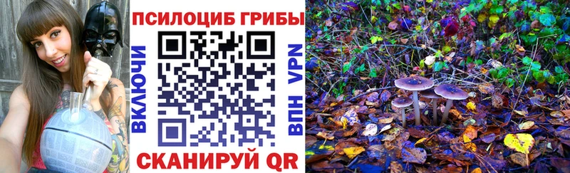 Псилоцибиновые грибы Psilocybe  Плёс 